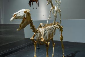 Maurizio Cattelan, _Love Lasts Forever_ (1997). Donkey, dog, cat, and rooster skeletons, 186×120×60cm. Exhibition view: Maurizio Cattelan, _The Last Judgment_, UCCA, Beijing (20 November 2021–20 February 2022). Courtesy UCCA Center for Contemporary Art.